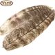 Wapsi #3 Oak Mottled Turkey Wing Quills