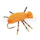 Orange Foam Indicator Beetle