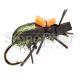 Peacock Ground Beetle - Black