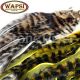 Barred Zonked Pine Squirrel Skins