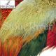 Fish Hunter Ringneck Pheasant Rump Patches