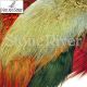 Fish Hunter Ringneck Pheasant Rump Patches